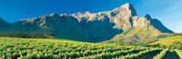 Wine route