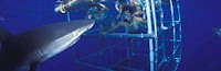 Cape Town shark dive