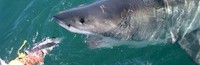 Cape Town shark diving