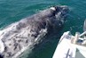 Cape Town whale tours